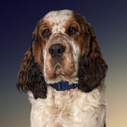 Moonlight - English Springer Spaniel