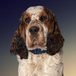 Moonlight - English Springer Spaniel