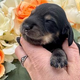 Ivan - Black and cream male Dachshund puppy in Exeter, California from Sawtooth Miniature Dachshunds