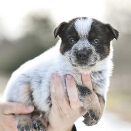 -Boy 2 - Blue male Australian Cattle Dog puppy in Kaufman, Texas from Emberwick Ranch
