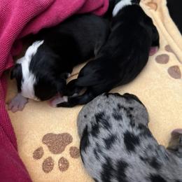 Girl 3 - Black tri female Miniature American Shepherd puppy in Troy, Ohio from Wiggle Wags Miniature American Shepherds