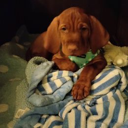 Vizsla Puppies from Char's Vizslas