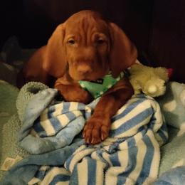 Vizsla Puppies from Char's Vizslas