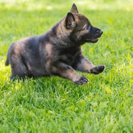 German Shepherd Puppies from Faoladh German Shepherds