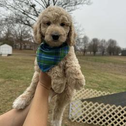 Mac - Apricot male Goldendoodle puppy in Portland, Tennessee from Happy_Tails_by_TJ