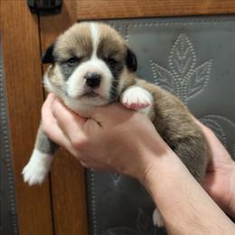 Felix - Sable male Pembroke Welsh Corgi puppy in Coleman, Michigan from Salt Creek Farm Dogs