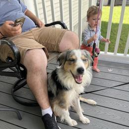 Penelope - Blue merle female Australian Shepherd puppy in Valrico, Florida from Southern Sky Aussies