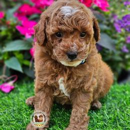 Cash - Red  male Poodle puppy in Salem, Missouri from Meadowbrook Poodles