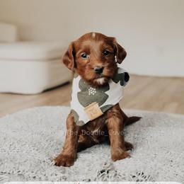 Horseshoe - Red  male Goldendoodle puppy in Syracuse, Indiana from The Doodle Cove