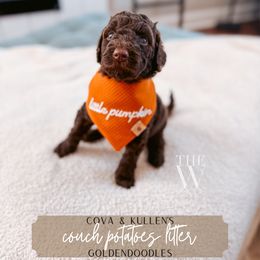 Tater - Chocolate male Goldendoodle puppy in Soddy Daisy, Tennessee from The W Doods