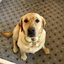 Zoe - Labrador Retriever