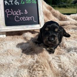 Brie - Black and cream female Dachshund puppy in Rogue River, Oregon from Bear Feet Dachshunds