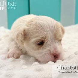 Charlotte - White and lemon female Morkie puppy in Scottsdale, Arizona from Lil Luxe Pups