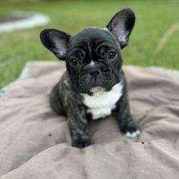 French Bulldog Puppies from Fair Towne Frenchies