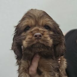 Cavapoo, Cockapoo, Cocker Spaniel, Goldendoodle, Golden Retriever, and Shihpoo Puppies from Hunting Creek Farm & Kennel