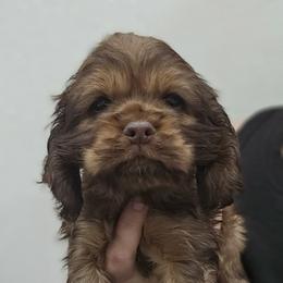 Cavapoo, Cockapoo, Cocker Spaniel, Goldendoodle, Golden Retriever, and Shihpoo Puppies from Hunting Creek Farm & Kennel