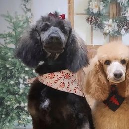 Poodles from MORGAN CREST POODLES