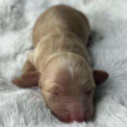 Cream boy - Cream male Dachshund puppy in Payette, Idaho from NT Mini Doxies