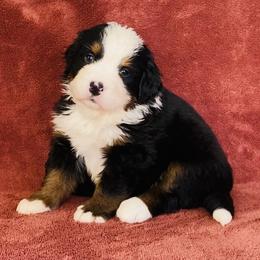 Turquoise Collar Female - Black rust and white female Bernese Mountain Dog puppy in Bristol, Tennessee from Holston Hollow Farm
