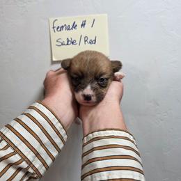 Bella - Sable female Pembroke Welsh Corgi puppy in Tucson, Arizona from D-S Ranch Corgis