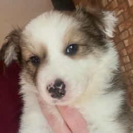 Ash - Sable male Border Collie puppy in Lebanon, Oregon from Cahill’s Canines