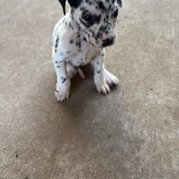 Amani - White and black female Dalmatian puppy in Fort Cavasos, Texas from Mainstreet Dalmation