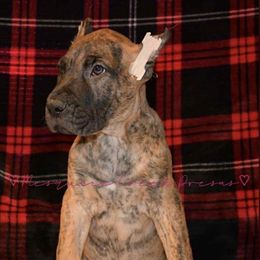 Kayce Dutton - Tiger male Perro de Presa Canario puppy in El Paso, Texas from Mesquite Creek Kennels