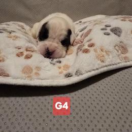 Girl 4 - White female Boxer puppy in Leland, North Carolina from Ocean Breeze Boxers