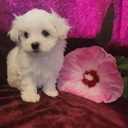 Houdini - White Maltese puppy in Kinder, Louisiana from Bourque Maltese