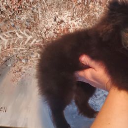 "Female : Liquorice 16 Dec 2023" Pomeranian Puppies from Fancy Paws Pomeranian