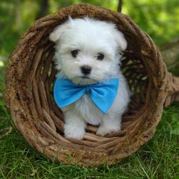 Companion Cross, Mal-Shi, Maltese, Maltipoo, Morkie, and Shih Tzu Puppies from Seeking Shalom Acres Maltese, Maltipoos & Havamalts
