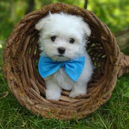 Companion Cross, Mal-Shi, Maltese, Maltipoo, Morkie, and Shih Tzu Puppies from Seeking Shalom Acres Maltese, Maltipoos & Havamalts