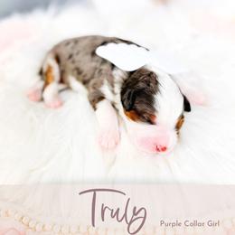 Truly - Blue merle female Bernedoodle puppy in Mahomet, Illinois from Jordan Family Doodles