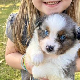 Nutmeg Waffles - Blue merle Miniature Australian Shepherd puppy in Tennessee from Coolsprings Aussies