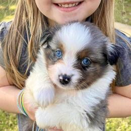 Nutmeg Waffles - Blue merle Miniature Australian Shepherd puppy in Tennessee from Coolsprings Aussies