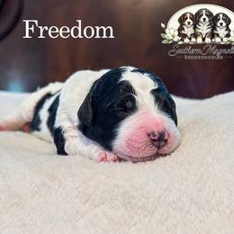 Freedom - Black and white male Bernedoodle puppy in Spartanburg, South Carolina from Southern Magnolia Bernedoodles