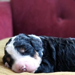 Cecile - Tri-color female Bernedoodle puppy in Folsom, Louisiana from DoodlesFarmCo