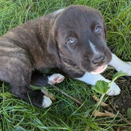 Boy 2- Yellow Boy - Brindle male Anatolian Shepherd Dog puppy in Cleveland, Minnesota from Schmahl Family Farms