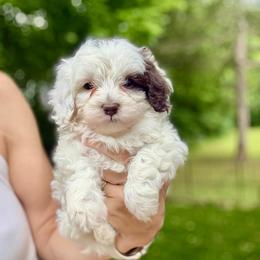 Apple Jack - Brown and white male Bernedoodle puppy in Fayetteville, Arkansas from Huckleberry Bernedoodles