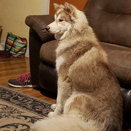 Svetlana  - Siberian Husky