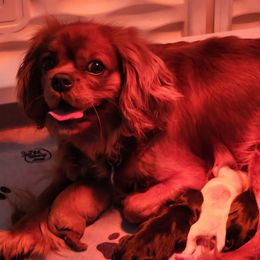 Lottie - Cavalier King Charles Spaniel