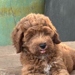 Roma - Caramel red female Australian Labradoodle puppy in Manchaca, Texas from Heartrock Labradoodles
