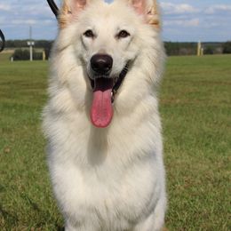 Pixel - German Shepherd