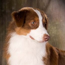 Australian Shepherds from Red Forrest Australian Shepherds