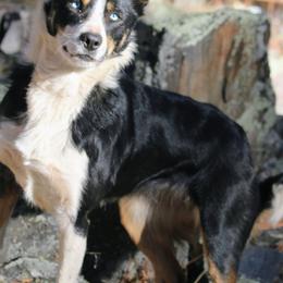 Dixie - Border Collie