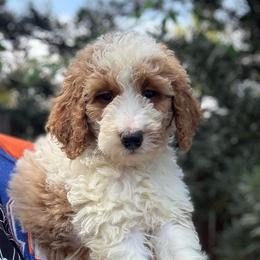 Cheyenne - Parti female Goldendoodle puppy in Jacksonville, Florida from Dandelion Doodles