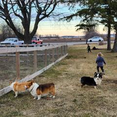 Pembroke Welsh Corgis from Makayla Goins