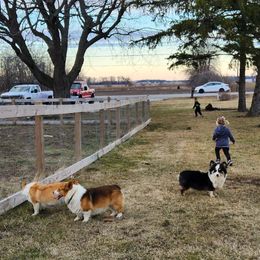Pembroke Welsh Corgis from Makayla Goins
