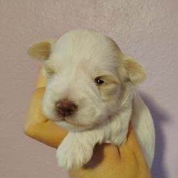 Emmett - Wheaten male Miniature Schnauzer puppy in Florida from Central Florida Schnauzers