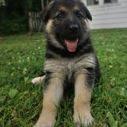 German Shepherd Puppies from Vom Raglinhaus German Shepherds